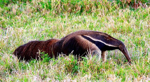 Una de las mascotas raras el oso hormiguero