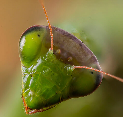 Una mantis religiosa es una mascota rara