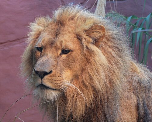 Un león de mascota