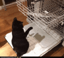 Gato jugando con lavavajillas