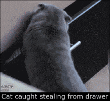 Gato robando