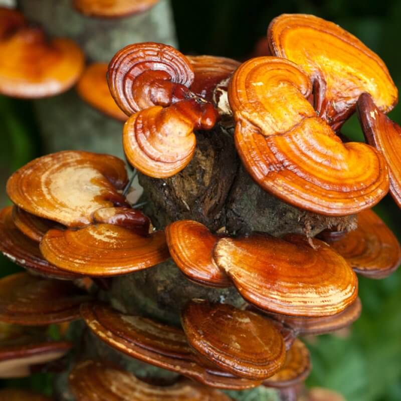 Hongo de Reishi