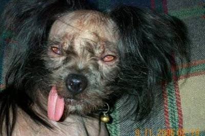 Perro del exorcista