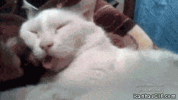Gato durmiendo con lengua fuera
