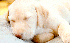 Labrador durmiendo