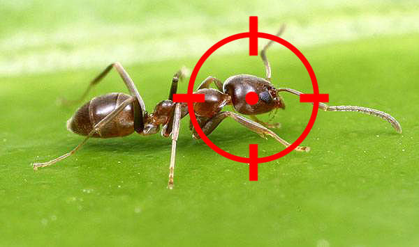 Matar hormigas