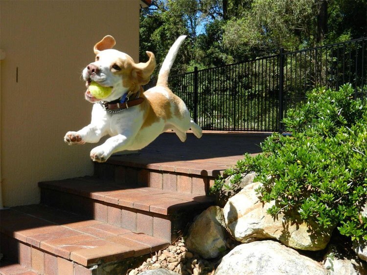 Perro volador