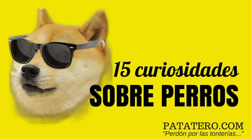 15 curiosidades sobre los perros.