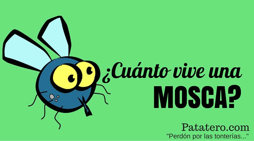 ¿Cuánto tiempo vive una mosca?