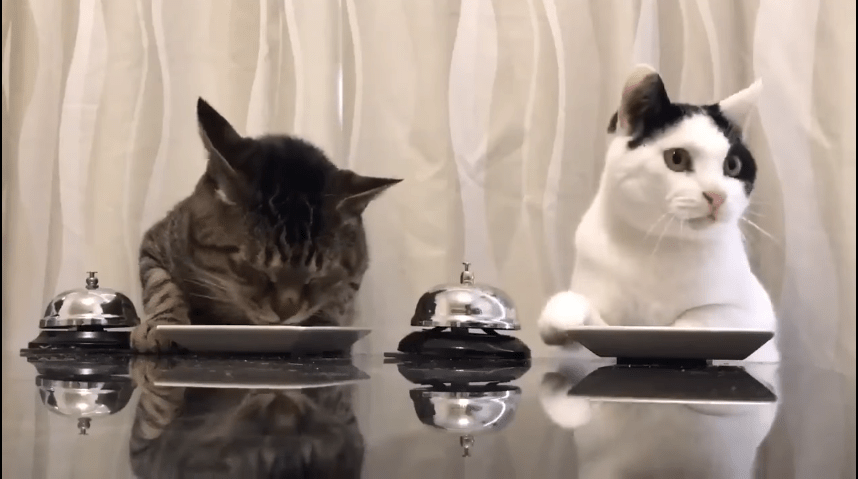 Gatos pidiendo comida